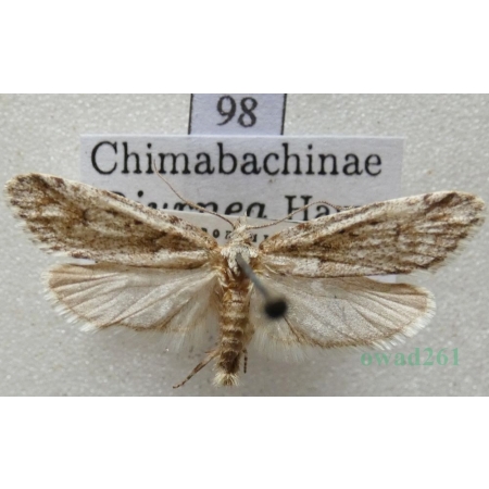 Diurnea fagella (Denis & Schiffermüller, 1775) Czech98